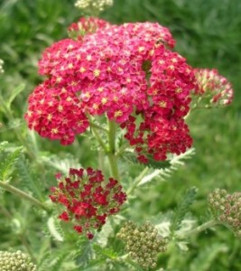 4171-achillea-millefolium-red-velvet-yarrow