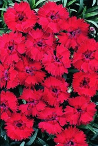 Dianthus Crimson