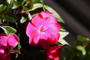 IMAPTIENS NEW GUINEA raspberry rose