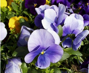 Pansy Crown Azure
