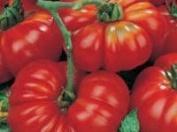 Tomato-Beefsteak