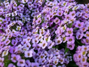 alyssum lavender