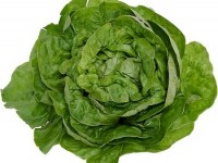 bibb-lettuce