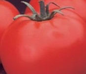 celebrity-tomato-m