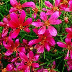 coreopsis-strawberry-punch-l