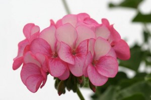 geranium ivy double pink