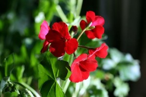 geranium ivy double red