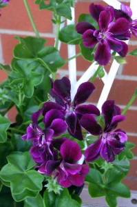 geranium ivy single purple
