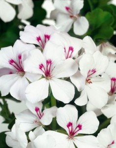 geranium ivy single white