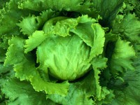 lettuce21