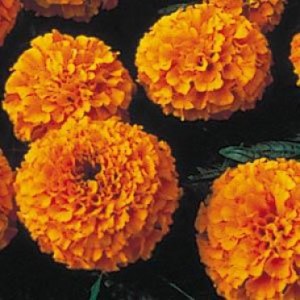 marigold__first_lady_orange_