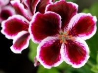 martha-washington-geranium