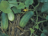 pickling-cucumbers