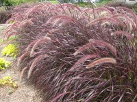 red fountain grass