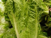 romaine_lettuce