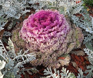 rose kale